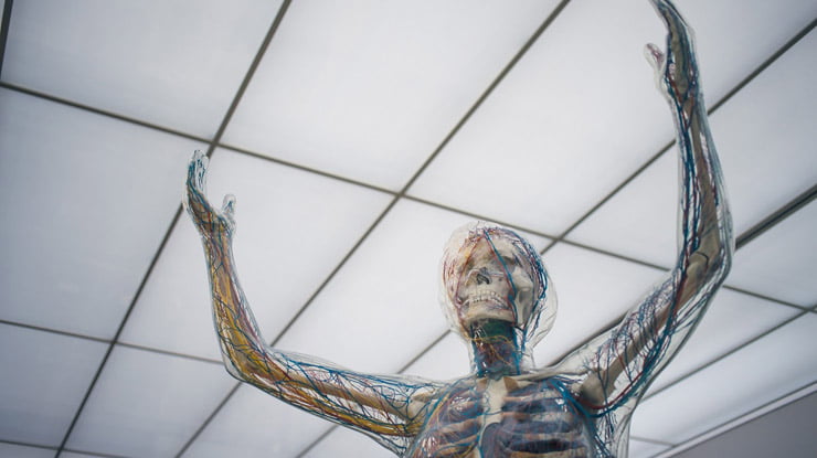 An anatomical human-body display with raised arms.