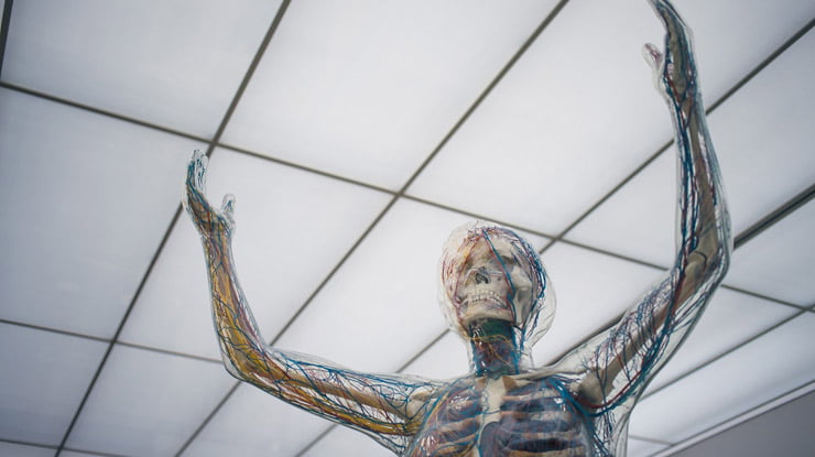 The need for more simulations of the human body
